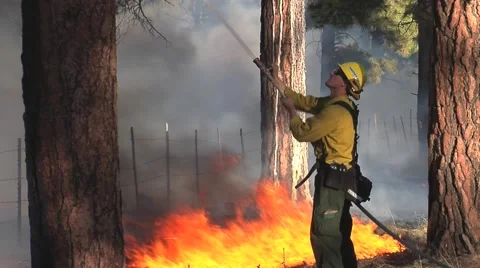 Firefighter controlling fire in tree with hose Stock Footage 40751095