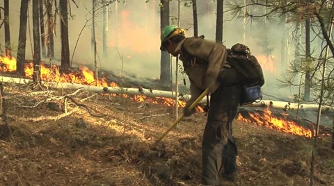 Firefighter digging fireline with pulaski Stock Footage 40752370