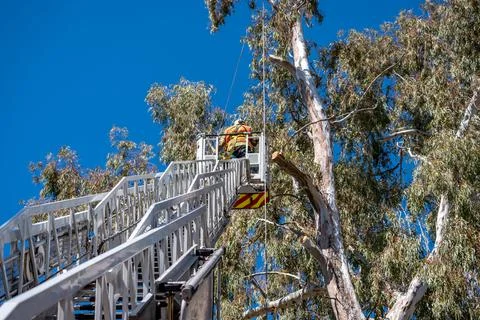Firefighter doing tree rescue on top of ladder truck. Stock Photos