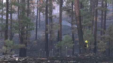 Firefighter dropping tree with chain saw Stock Footage 40753703