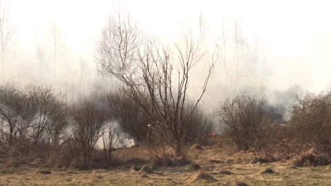 Firefighter extinguishes burning dry grass in the forest in spring, a lot of Stock Footage 310941787