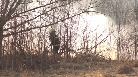 Firefighter extinguishes burning dry grass in the forest in spring, a lot of Stock Footage 312596004