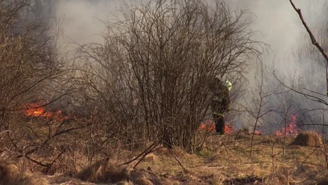 Firefighter extinguishes burning dry grass in the forest in spring, a lot of Vídeo Stock 313891955