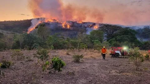 Firefighter fights forest fire Stock Photos