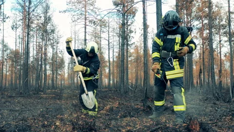 Firefighter, fireman, forest fire concept. Two firemen are finishing to handle a Vidéo 164552019