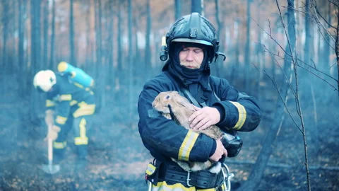 Firefighter is petting a rabbit in the forest fire zone Video stock 163278636