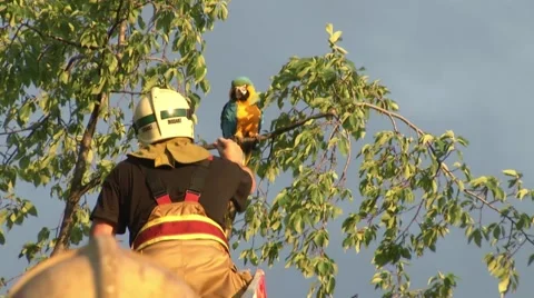 Firefighter rescue parrot 스톡 동영상 42855136