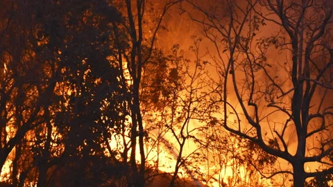 Firefighter spraying water to flame of forest fire Stock Footage 131355352