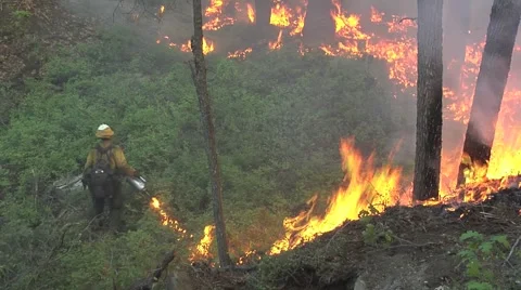 Firefighter starting back fire with drip torch thru heavy bushes Stock Footage 40952413