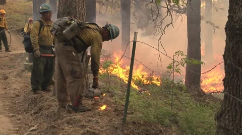 Firefighter starting back fire with drip torch thru heavy bushes Stock Footage 40953862