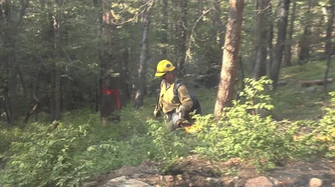 Firefighter starting back fire with drip torch thru heavy bushes Stock Footage 40955463