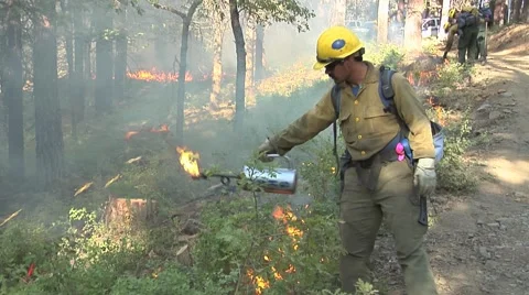 Firefighter starting back fire with drip torch along mountain road Stock Footage 40955516