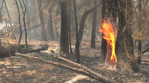 Firefighter using shovel to extinguish fire on tree Stock Footage 40753810