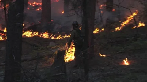 Firefighter walks thru forest at dusk with drip torch setting back fire Stock Footage 40955364