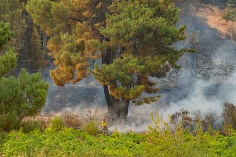 Firefighter working containing wildfire in spanish forest Stock Photos