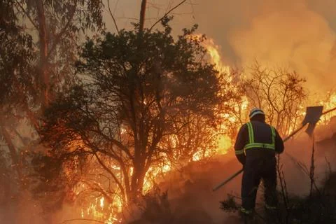 Firefighter working on forest fire Fotos de archivo