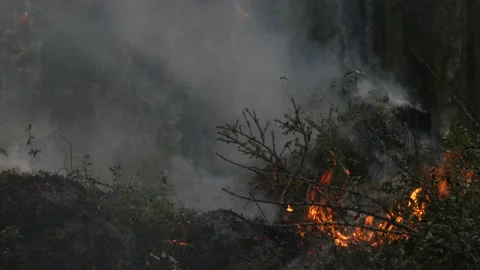 Firefighter works on the background of a forest fire in Siberia Stock Footage 168323010