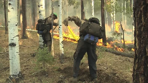 Firefighters digging fireline with polaski Stock Footage 40752344