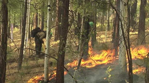 Firefighters digging fireline with pulaski Stock Footage 40751248