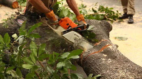 Firefighters, municipal worker remove tree collapsed in a sudden wind storm 스톡 동영상 28562735