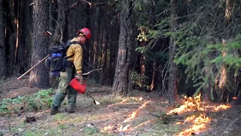 Firefighters performing a controlled burn in a pine forest, 2019 Stock Footage 113401923