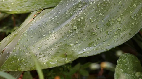Firefighters try to douse a fire started very near of housings Stock Footage 34444696