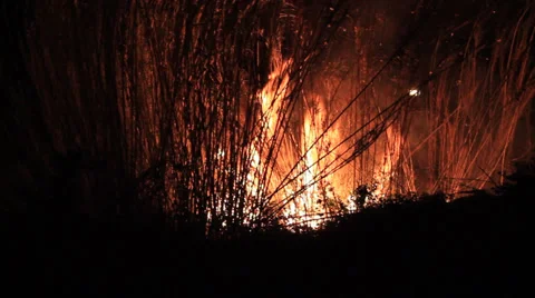 Firefighters try to douse a fire started very near of housings Stock Footage 34449551