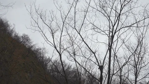 Firefighting Helicopter Flying Over Mountain and Trees Stock Footage 83932425