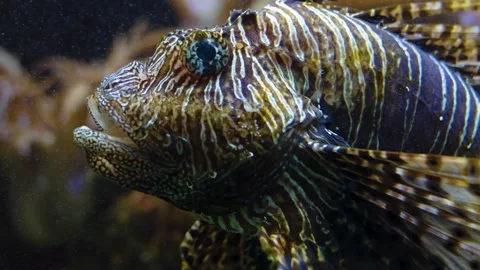 A firefish goby  Stock Footage 285544813