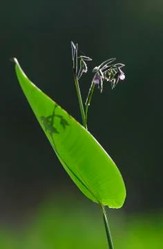 Fireflag plant Stock Photos