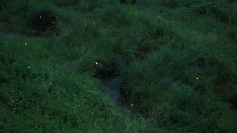 Fireflies Dancing in the Grass Stock-Footage 330755709