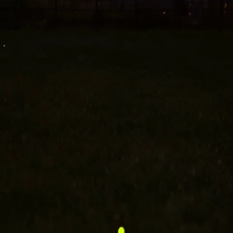 Fireflies in the dark Stock Footage 69515708