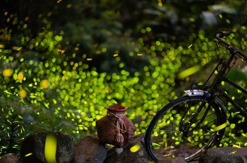 Fireflies flicker and flutter around the fish basket and the old bicycle. Stock Photos