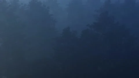 Fireflies in a Foggy Forest Stock Footage