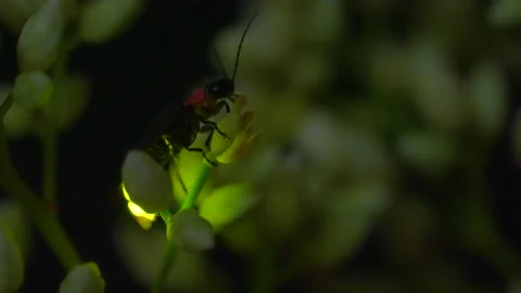 Fireflies frantically glowing on flowers. Stock-Footage 232581459