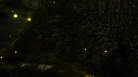 Fireflies gather on a tree trunk in a dark forest during the night Stock Footage 339502631