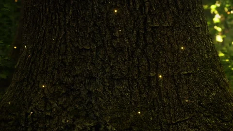 Fireflies glow near a tree trunk in a dark forest at night Stock Footage 339502764