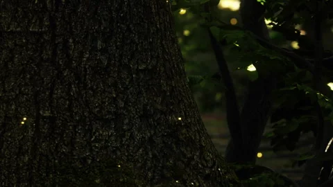 Fireflies glow on a tree trunk in a dark forest during the summer night Stock Footage 339502155