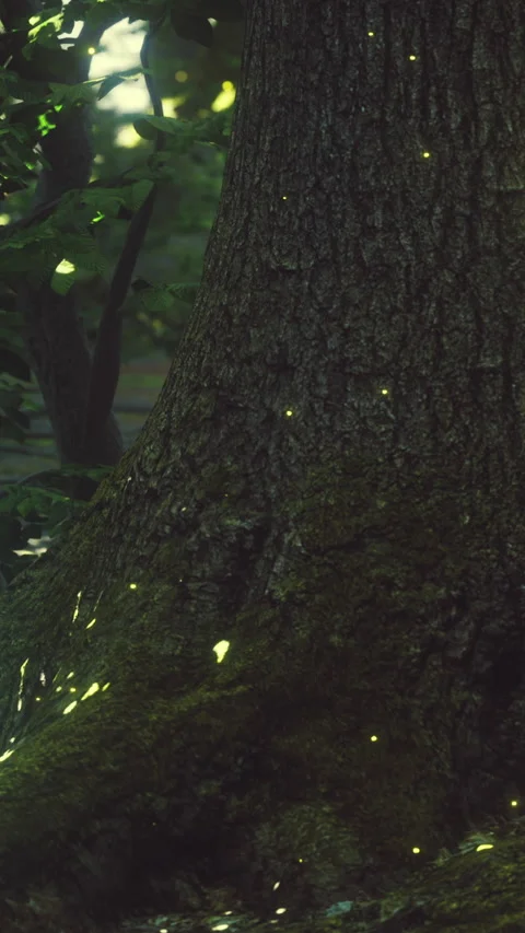 Fireflies illuminate the base of a tree in a dark forest at night Stock Footage 346677900