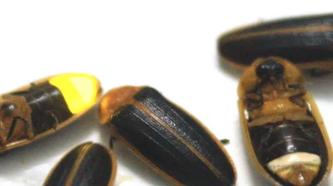 Fireflies isolated on white background Vídeo Stock 49022969