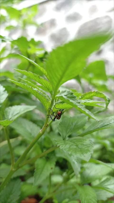 Fireflies on leaves Stock Footage 293261127