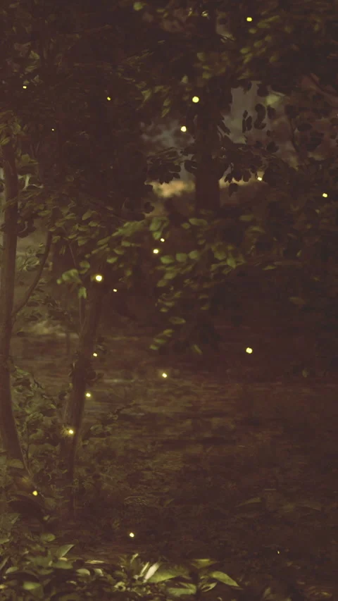 Fireflies light up the forest at night near a tranquil path Stock Footage 342446260