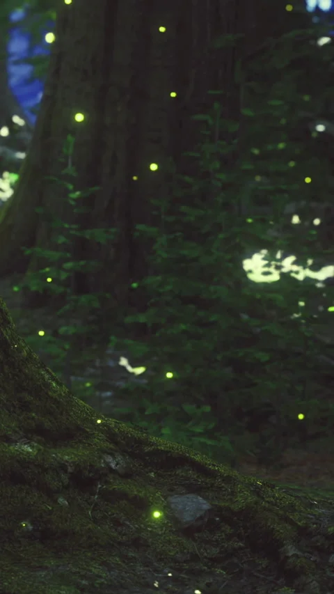 Fireflies light up a forest path at night in a wooded area Stock Footage 334258731