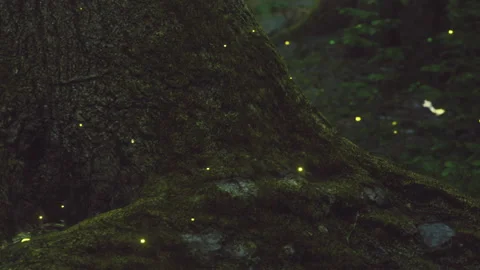Fireflies light up a forest scene at night near a large tree trunk Stock Footage 340028340