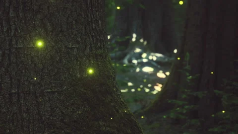 Fireflies light up the tree trunk in a dark forest at night Stock Footage 340624859