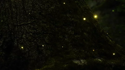 Fireflies light up a tree trunk during a warm summer evening in the forest Stock Footage 340232280