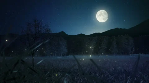 Fireflies Loop Stock Footage 40496251