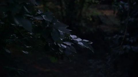 Fireflies in the night forest Vídeos de archivo 237871237