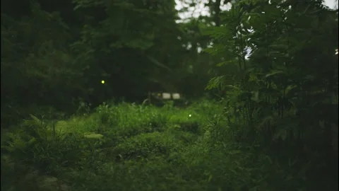 Fireflies at Night over Dense Vegetation (4K, Real Footage) Stock Footage 318531859
