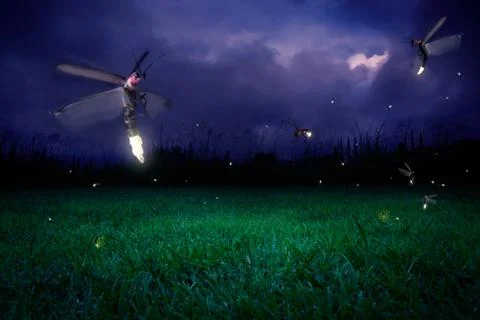 Fireflies at night Stock Photos